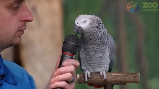 Einstein the Talking Parrot (courtesy Knoxville Zoo)