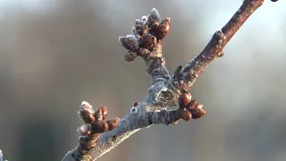 [Цой на японском] 復活の春... ツオイを和訳して歌ってみた！Случайный гость, перевод песни гр. Кино "Апрель".【JPN COVER】