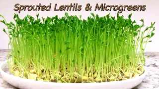 How to Grow Lentil Sprouts & Lentil Microgreens at Home