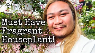 Shopping for Houseplants | The One Must Have Plant This Spring!