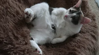 Clean that belly