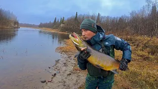 Северный Тиман, р. Волонга, осень 2019 - видео о поимке красивого "лоха" (нерестового самца сёмги)