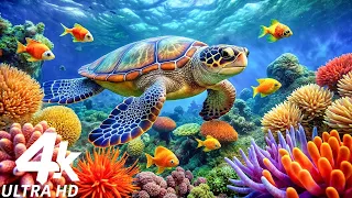 The Best 4K Aquarium - The Colors of the Ocean, The Sound Of Nature