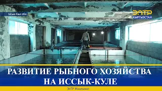 РАЗВИТИЕ РЫБНОГО ХОЗЯЙСТВА НА ИССЫК-КУЛЕ