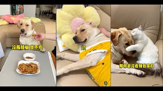 真是一個坑兒子的好爹#狗狗 #拉布拉多 #肉肉説了算