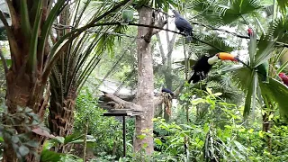 Toucan flying in slow motion