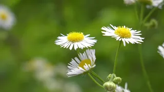 Lietuvių liaudies daina/Lithuanian folk song_ Kelkitės mergos