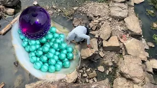 Pearl hunters open pearl oysters to harvest giant purple pearls among hundreds of tiny green pearls