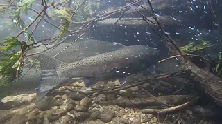 Rainbow trout, Wilmot Creek (Ontario)