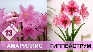 ОТЛИЧИЯ гиппеаструма и амариллиса