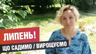 Що садитиму у липні, що можна вирощувати серед літа?