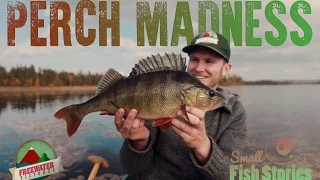 Perch Madness - Small Fish Stories