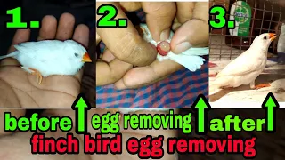 finch bird egg binding problem | how to remove finch bird egg | finch bird egg binding | finch bird