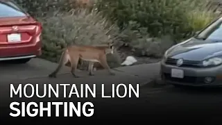 Mountain Lion Seen in Broad Daylight in San Bruno Neighborhood