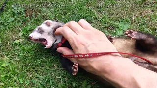 Snoopy Ferret gets a massage