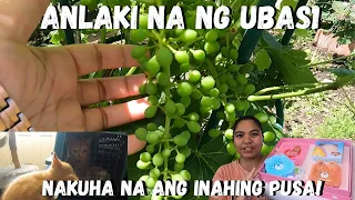 BUHAY AMERIKA: MAY NAG PICK UP NA SA  INAHING PUSA! ISANG BUWAN NA LANG MAY UBAS NA!