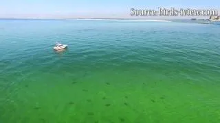 Drone captures sharks swarming off the Florida coast