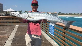 Barracuda Completely Destroys Mackerel! (Juno Pier Spring Fishing)