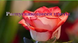 Футаж. Распускающиеся цветы. Роза 2