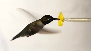 What Happens When You Put a Hummingbird in a Wind Tunnel? | Deep Look