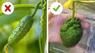 Cool gardening hacks and tricks to multiply your results