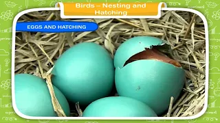 Birds- Their Nests and Hatching || Class-3