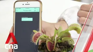 NTU scientists develop device that 'communicates' with plants using electrical signals