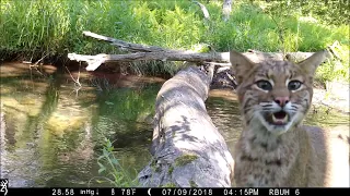 Pennsylvania man captures all walks of life crossing log bridge