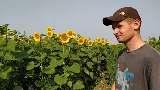 Зацвів соняшник 🌻 підставляємо магазини.