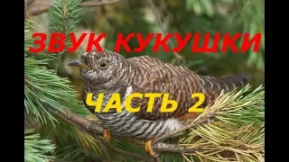 КАК ИЗДАВАТЬ ЗВУК КУКУШКИ 2