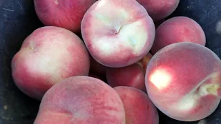 Персик Кевіна.Peach Kevina. Пізній, білом'ясий і смачний сорт. Огляд від Максі Сад.