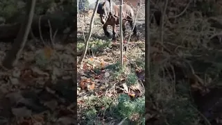 jong belgisch trekpaard  werkt voor de eerste keer in het bos