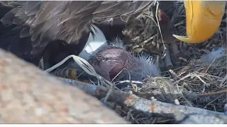 Big Bear Eagles ~ WE HAVE A HATCH! 🐣 Proud Papa Shadow Welcomes Chick #1 Into The World!! 💕  3.3.22