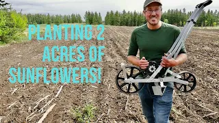 Planting 10,000 Sunflowers!