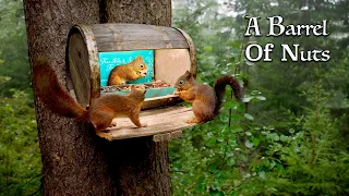 🌰 A Barrel of Nuts: Tranquil Squirrel Retreat in Norway 🐿️ | 1-Hour Relaxation & Entertainment 🌳