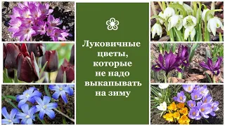 ❀ Луковичные цветы, которые не надо выкапывать на зиму