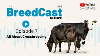 The BreedCast: S1 Episode 7 - All about crossbreeding