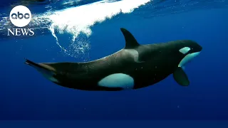 Scientists weigh in on rise of orca attacks on boats l GMA