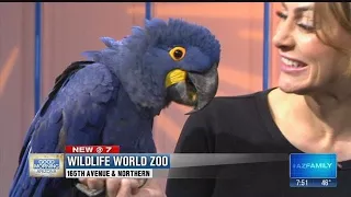 Arizona's Wildlife World Zoo brings by a hyacinth macaw parrot!