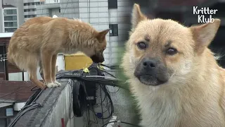 Dog Taking Life-And-Death Steps On A 2-Inches Wide Edge At The Rooftop | Kritter Klub