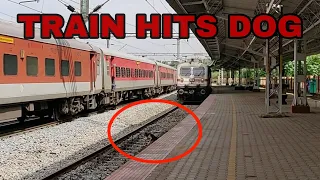 Live Accident Train Hits Dog😢