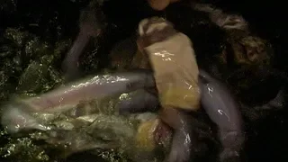 Giant Candiru's Feeding Frenzy.... Faster than Piranhas | Deadly 60 | Earth Unplugged