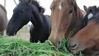 ОБЗОР ЛОШАДЕЙ. КОНЕВОДСТВО.ГНЕДОЙ МУСТАНГ 🐎🐎🐎