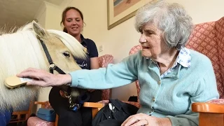 Adorable Miniature Horse Visits Care Home