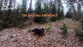 TRE DAGARS DREVJAKT! KALSONGBYTE | ÖSTGÖTA VILT |