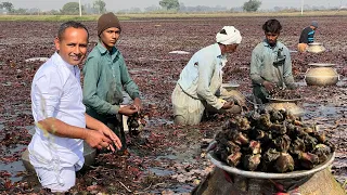 Water Chestnuts Harvesting | Sanghara Recipe | Water Chestnut Cooking Method | Village Food Secrets