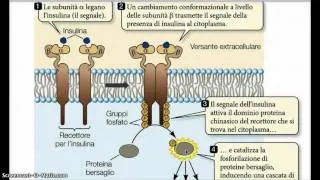 endocrino 1