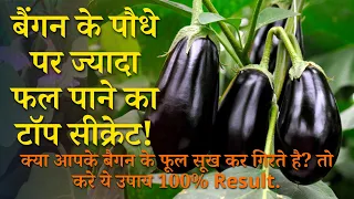 बैंगन के पौधे पर ज्यादा फल पाने का टॉप सीक्रेट उपाय | Brinjal Growing And Care Tips in Hindi