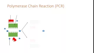 Polymerase Chain Reaction PCR animation