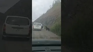 "Вот еб*нутый!"В Хабаровском крае смельчак решил покормить медведя на трассе.Чтобы достать